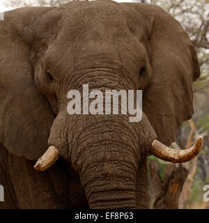 Großaufnahme Kopf Studie einer alten Matriarchin Kuh afrikanischer Elefant, ein Stoßzahn wird mehr durch Mineralien Graben getragen Stockfoto