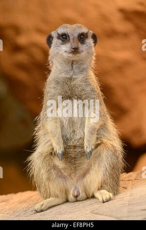 Erdmännchen (Suricata Suricatta), Gefangenschaft, Sachsen-Anhalt, Deutschland Stockfoto