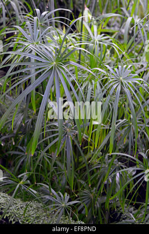 Regenschirm Papyrus (Cyperus Alternifolius), Afrika Stockfoto