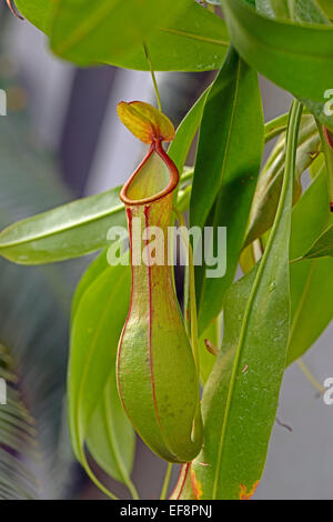 Geflügelte Kannenpflanze (Nepenthes Alata), Philippinen Stockfoto