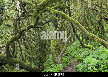 Weg in den Nebelwald, Lorbeer Wald, Garajonay, La Gomera, Kanarische Inseln, Spanien Stockfoto