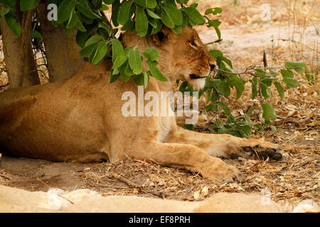 Afrikanische Löwen ruhen im Schatten eines Baumes auf den offenen Ebenen großen mächtigen Katzen Afrikas Top Keystone predator Stockfoto