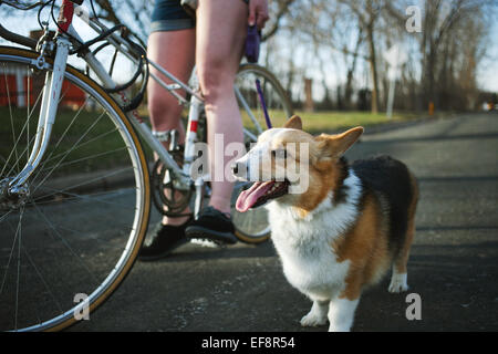 Frau auf einem Fahrrad mit ihrem Pembroke Welsh Corgi Hund Stockfoto