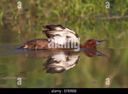 Eisenhaltige Ente (Aythya Nyroca) Stockfoto