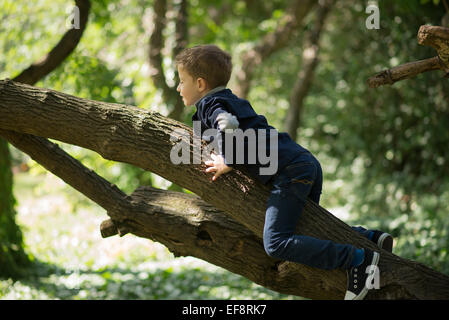 Junge, die einen Baum klettern Stockfoto