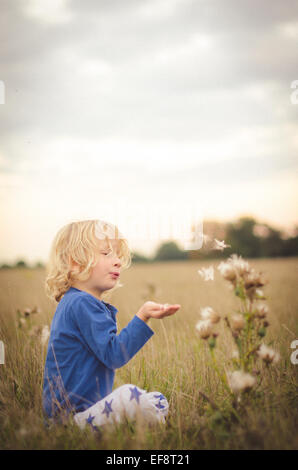 Junge sitzt in einem Feld weht Löwenzahn Uhren und Distel Flaum Stockfoto