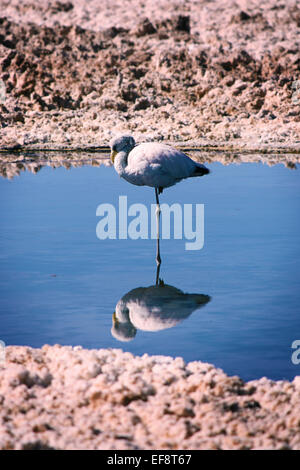 Flamingo stehen auf einem Bein in See, Atacamawüste, Chile Stockfoto