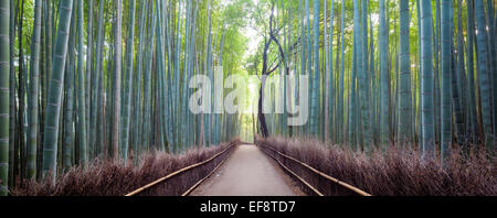 Gehweg durch den Arashiyama Bambuswald bei Sonnenaufgang, Kyoto, Honshu, Japan Stockfoto