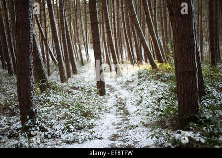 Ein Weg durch einen verschneiten Kiefernwald. Stockfoto