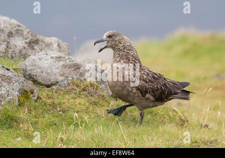 Island, Great Skua zu Fuß auf dem Rasen durch Felsen Stockfoto