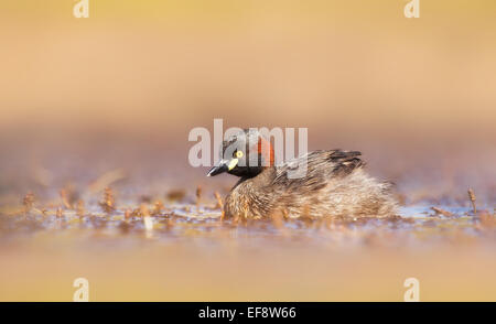 Australien, Australasian Grebe Schwimmen im Feuchtgebiet Stockfoto