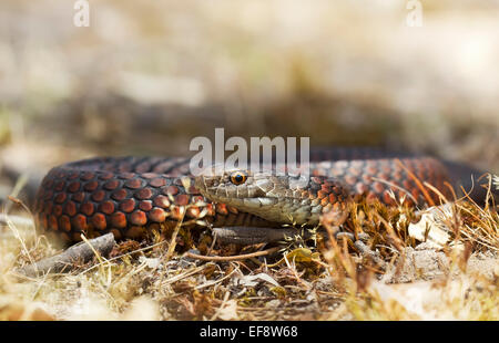 Australien, verdorrte Tiefland Copperhead kriechen in Rasen Stockfoto