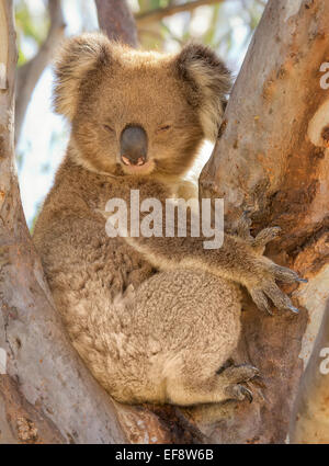 Koala sitzt in einem Baum schlafend, Victoria, Australien Stockfoto