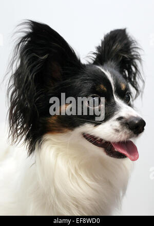 Porträt des Hundes mit offenem Mund Stockfoto
