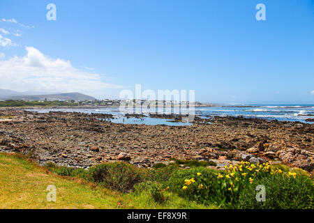 Gelbe Blumen auf De Kelders felsigen Meer, Western Cape, Südafrika Stockfoto