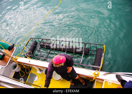 Sharklady Abenteuer Boot Tour in Van Dyks Bay, Gansbaai Stockfoto