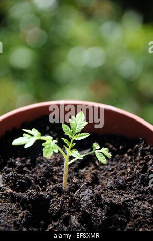 Maskotka Cherry-Tomate Sämling in einem kleinen Topf. Stockfoto