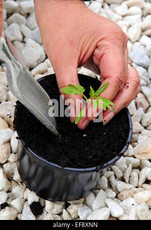Verguss Ailsa Craig tomate Sämling. Stockfoto
