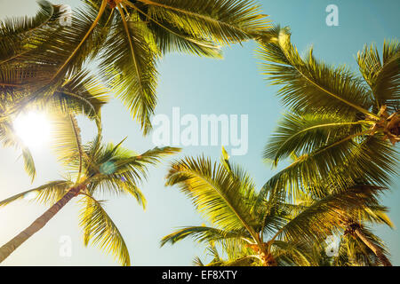 Kokosnuss-Palmen und strahlende Sonne über hellen Himmelshintergrund. Vintage-Stil. Getönten Foto mit Filterwirkung Stockfoto