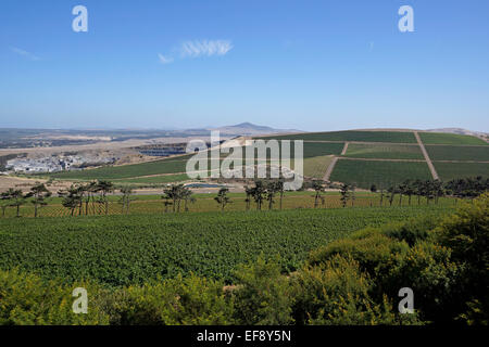 Die Aussicht von Durbanville Hills wine Farm mit den Weinbergen im Vordergrund und einem nahe gelegenen Steinbruch in der Ferne. Stockfoto