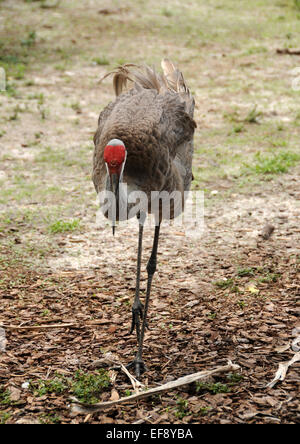 Sandhill Kran allgemein gesehen in Florida Stockfoto