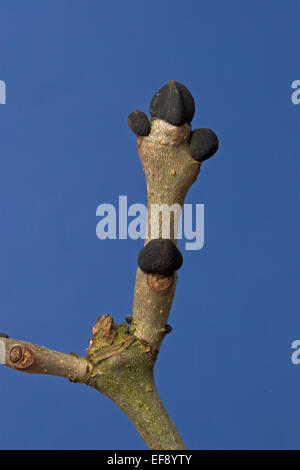 Gemeine Esche, europäischer Esche, Knospe, Knospen, Gemeine Esche, Gewöhnliche Esche, Fraxinus Excelsior Stockfoto