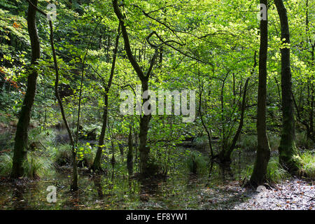 Auwald, Schwarzerle, Erlenbruch, Bruchwald, Schwarz-Erle, Schwarzerle, Erlen, Ufergehölz, Alnus Glutinosa, Sumpf Stockfoto