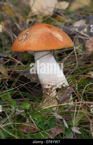 Rot-capped Scaber Stiel, Rotkappe Steinpilzen, Espen-Badwärmer, Badwärmer, Leccinum Leucopodium, Leccinum Rufum, Leccinum aurantiacum Stockfoto