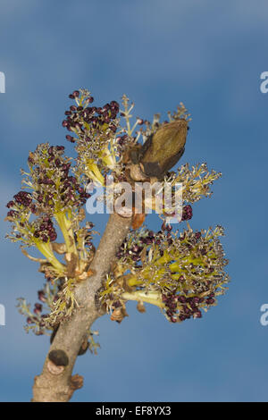 Gemeine Esche, europäischer Esche, Knospe, Knospen, Blüte, Blume, Knospe, Blüten, Fraxinus Excelsior, Gemeine Esche, Gewöhnliche Esche Stockfoto