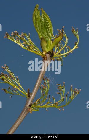 Gemeine Esche, europäischer Esche, Knospe, Knospen, Blüte, Blume, Knospe, Blüten, Fraxinus Excelsior, Gemeine Esche, Gewöhnliche Esche Stockfoto