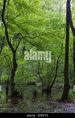 Auwald, Schwarzerle, Erlenbruch, Bruchwald, Schwarz-Erle, Schwarzerle, Erlen, Ufergehölz, Alnus Glutinosa, Sumpf Stockfoto
