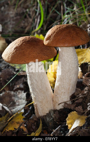 Rot-capped Scaber Stiel, Rotkappe Steinpilzen, Espen-Badwärmer, Badwärmer, Leccinum Leucopodium, Leccinum Rufum, Leccinum aurantiacum Stockfoto