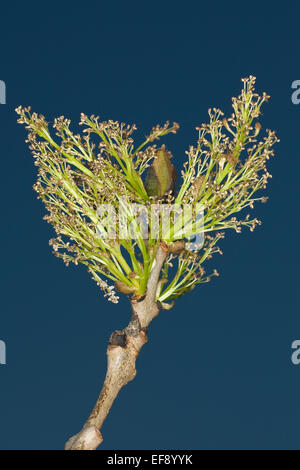 Gemeine Esche, europäischer Esche, Knospe, Knospen, Blüte, Blume, Knospe, Blüten, Fraxinus Excelsior, Gemeine Esche, Gewöhnliche Esche Stockfoto