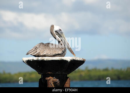 Braune Pelikan sitzt auf Outdoor-pilon Stockfoto