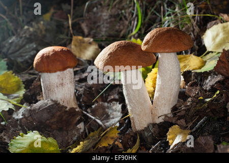 Rot-capped Scaber Stiel, Rotkappe Steinpilzen, Espen-Badwärmer, Badwärmer, Leccinum Leucopodium, Leccinum Rufum, Leccinum aurantiacum Stockfoto