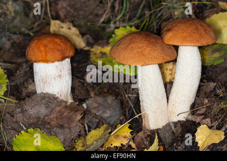 Rot-capped Scaber Stiel, Rotkappe Steinpilzen, Espen-Badwärmer, Badwärmer, Leccinum Leucopodium, Leccinum Rufum, Leccinum aurantiacum Stockfoto