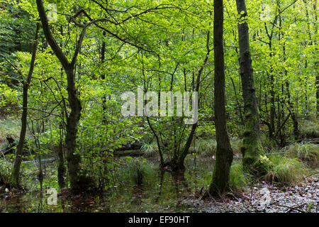 Auwald, Schwarzerle, Erlenbruch, Bruchwald, Schwarz-Erle, Schwarzerle, Erlen, Ufergehölz, Alnus Glutinosa, Sumpf Stockfoto