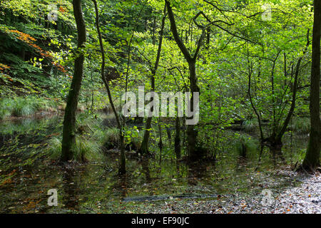 Auwald, Schwarzerle, Erlenbruch, Bruchwald, Schwarz-Erle, Schwarzerle, Erlen, Ufergehölz, Alnus Glutinosa, Sumpf Stockfoto