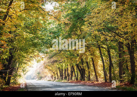 Herbstlandschaft mit Straßen- und schöne farbige Bäume. Stockfoto