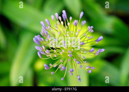 Blaue Agapanthus Blütenknospe in Kirstenbosch National Botanic Gardens in Kapstadt, Südafrika. Stockfoto