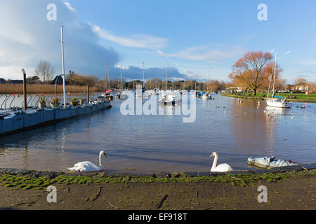 Swans on River Stour Christchurch Dorset England UK mit Booten in der Nähe von New Forest Touristenattraktionen Stockfoto