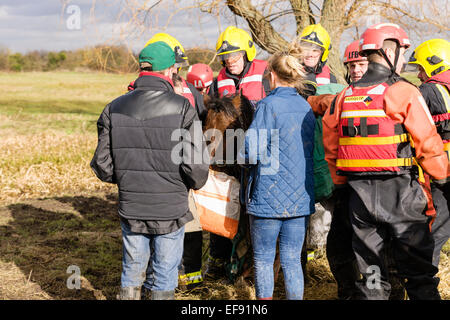 Slade grün, Kent, UK. 29. Januar 2015. Die 14 Hände hohen Roß Snoopy vom Londoner Feuerwehr gerettet, nachdem er im schlammigen Wasser über Nacht in Slade Green stecken geblieben. Bildnachweis: Tom Arne Hanslien/Alamy Live-Nachrichten Stockfoto