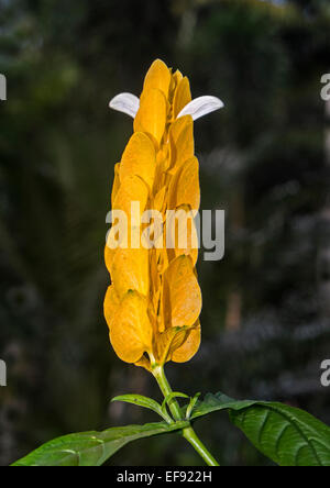 Pachystachys Lutea, Lutscher Pflanze, Golden Garnelen Pflanze, Stockfoto