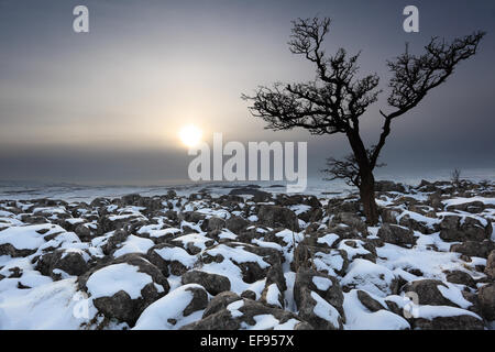 Winterlicher Blick auf ein einsamer Baum im Kalkstein Pflaster über dem Dorf Conistone in Upper-Wharfedale, Yorkshire Dales, UK Stockfoto