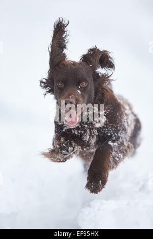 Glencreran, Argyll, Schottland, Großbritannien. 29. Januar 2015. UK-Wetter: Rusty, bedeckt eine Cocker Spaniel genießen, spielen in dem schweren Sturz des Schnees, der viel von westlich von Schottland sah über Nacht. Bildnachweis: John MacTavish/Alamy Live-Nachrichten Stockfoto