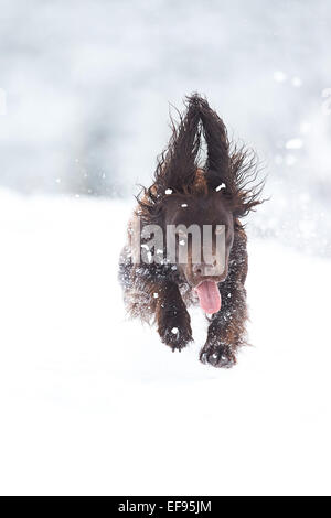 Glencreran, Argyll, Schottland, Großbritannien. 29. Januar 2015. UK-Wetter: Rusty, bedeckt eine Cocker Spaniel genießen, spielen in dem schweren Sturz des Schnees, der viel von westlich von Schottland sah über Nacht. Bildnachweis: John MacTavish/Alamy Live-Nachrichten Stockfoto