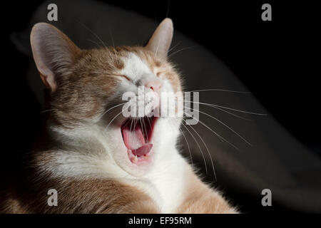 Gähnende Katze Stockfoto