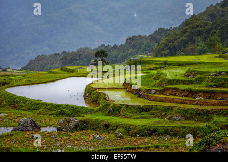 Reisterrassen in Batutumonga, Lempo, Nord-Toraja, Süd-Sulawesi, Indonesien. Stockfoto