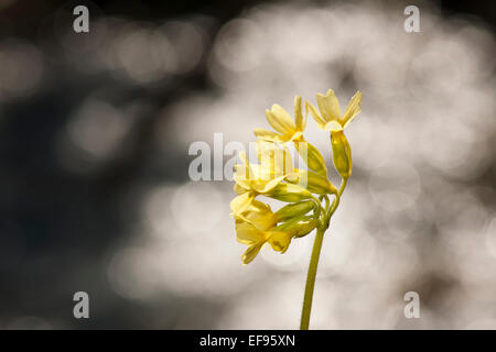 Gemeinsamen Schlüsselblume (Primula Veris) hautnah mit Hintergrundbeleuchtung Reflexionen. Stockfoto