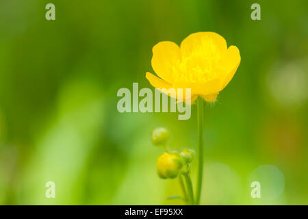 Wiese Hahnenfuß (Ranunculus Acris) Blume hautnah, mit geringen Schärfentiefe, Französische Alpen. Stockfoto